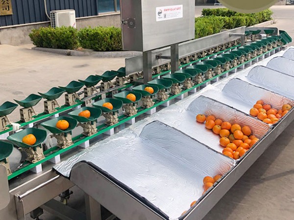 水果自动分选机应用